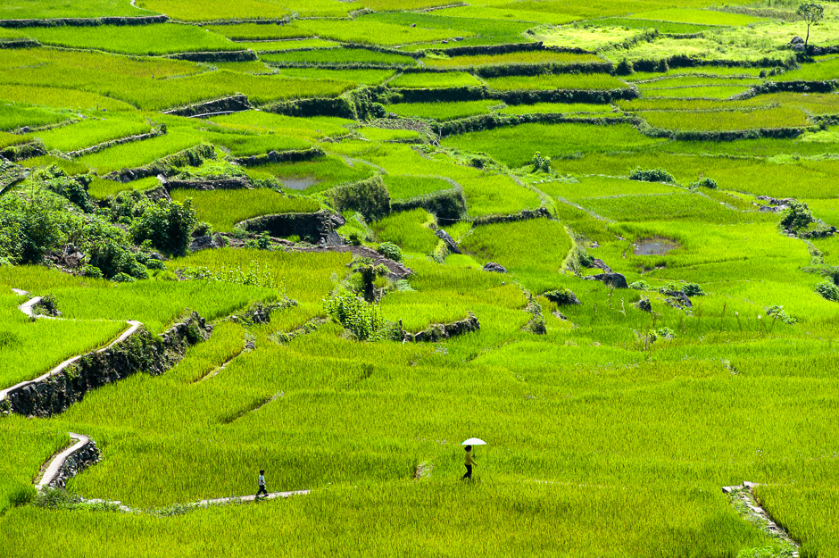 Cordillera rice terraces